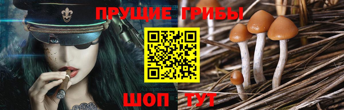 Гусиноозёрск  Галлюциногенные грибы ЛСД  Галлюциногенные грибы прущие грибы  Вход с VPN 